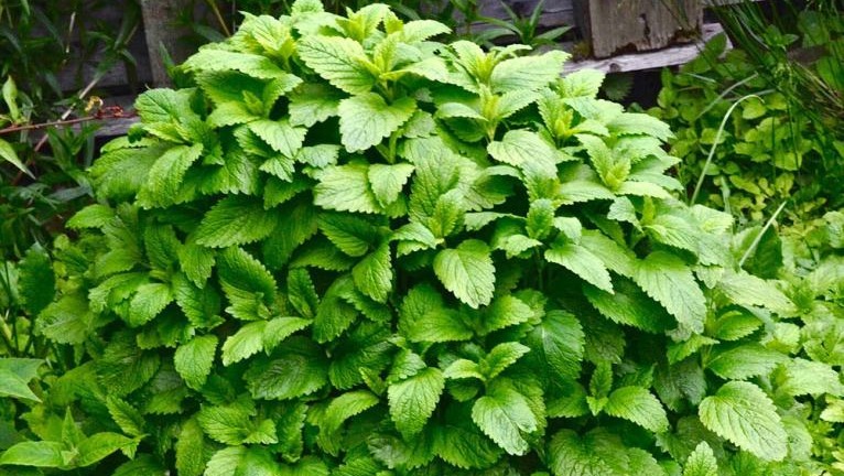 Naziv biljke: Melisa