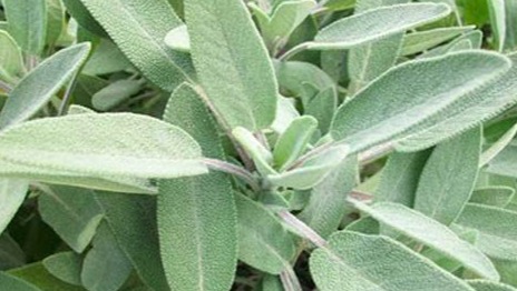 Naziv biljke: Kadulja