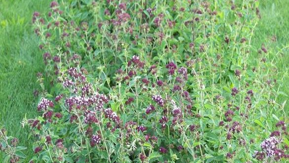 Naziv biljke: Origano