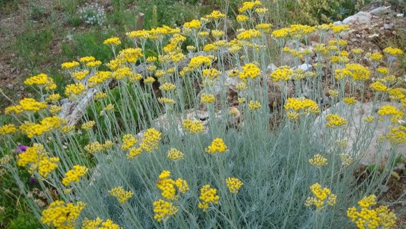 Naziv biljke: Smilje