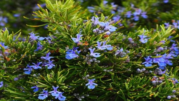 Naziv biljke: Ružmarin